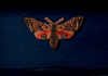 <strong>The Eyed Hawk-moth</strong>, 2010<br />
<em>Size:</em> 24 x 10,7 x 5,4 cm<br />
<em>Technique:</em> hand embroidery, oil painting<br />	
<em>Material:</em> silk, wooden box