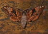 <strong>The Lime Hawk-moth</strong>, 2010<br />
<em>Size:</em> 12,6 x 11,7 x 1,5 cm<br />
<em>Technique:</em> hand embroidery, mixed media<br />	
<em>Material:</em> silk, tin box, porcelain flowers<br />	
State Art collection