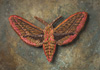 <strong>Elephant Hawk-Moth</strong>, a detail 2011<br />
<em>Size:</em> diameter 20 cm, depth 1,5 cm<br />
<em>Technique:</em> hand embroidery, mixed media<br />	
<em>Material:</em> silk threads, old metal container