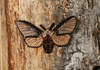<strong>Puss Moth</strong>, 2012<br />
<em>Size:</em> 22 x 13,2 x 5,2 cm<br />
<em>Technique:</em> hand embroidery, mixed media<br />	
<em>Material:</em> silk threads, birch