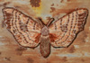 <strong>Poplar Hawk-moth</strong>, a detail 2013<br />
<em>Size:</em> 11,8 x 20 x 1,3 cm<br />
<em>Technique:</em> hand embroidery, mixed media<br />	
<em>Material:</em> silk threads, tin