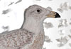 <strong>Glaucous Gull, a detail</strong>, 2017, Collection of Handicraft Museum of Finland, Jyväskylä<br />
<em>Size:</em> 48 x 33,7 x 7,2 cm<br />
<em>Technique:</em> hand embroidery, machine embroidery, mixed media<br />	
<em>Material:</em> silk threads, viscose threads, line, bream scales, pearls, mirror, glass cabinet
